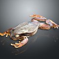 Frog Frog Frog Poison Frog Game Frog Reptile Cold Blooded Animal Reptile Reptile 3d model