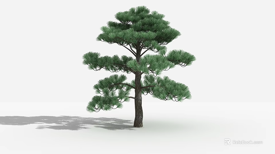 Pine Tree With Lush Green Needles Dark Trunk Against White Background And Natural Shadow 3d model 