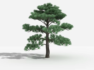 Pine Tree With Lush Green Needles Dark Trunk Against White Background And Natural Shadow 3d model