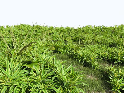 Lush Green Flowering Plants With Vibrant Leaves In Natural Garden Setting 3d model