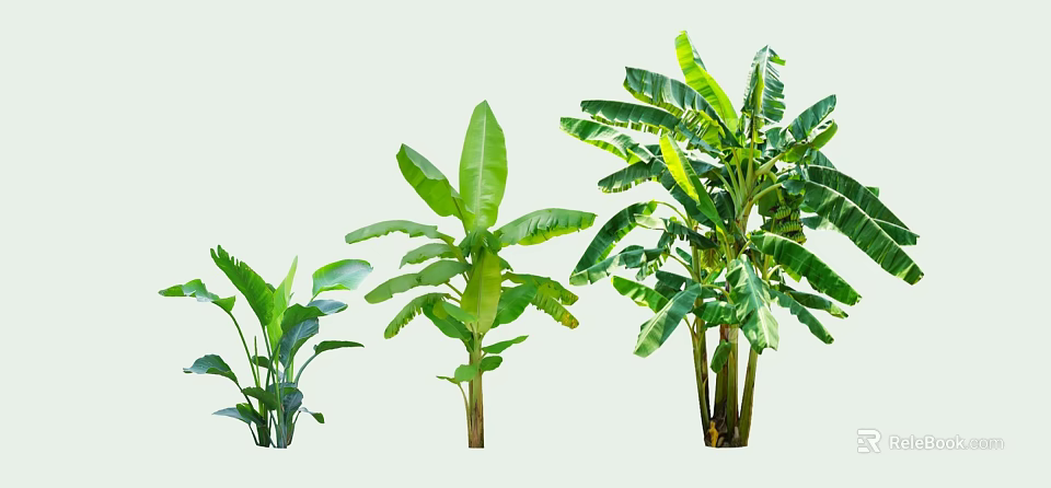 Banana Trees in Various Sizes with Green Leaves and Growth Stages 3d model 