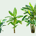 Banana Trees in Various Sizes with Green Leaves and Growth Stages