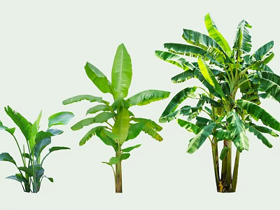 Banana Trees in Various Sizes with Green Leaves and Growth Stages 3d model