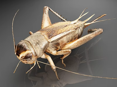 Close up view of a cricket with long antennae and detailed body structure 3d model
