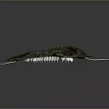 Ancient Trilobite Fossil With Detailed Exoskeleton And Antennae on Gray Background