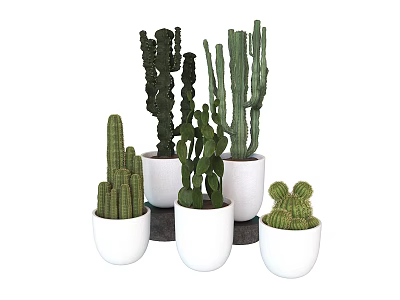 Various Cactus Potted Plants In White Pots With Different Shapes And Sizes 3d model