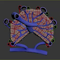 3D Rendering of Skin Organ Structure Showing Hair Follicles Layers and Vessels