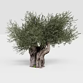 Olive Tree With Twisted Trunk And Lush Green Foliage In Natural Scene