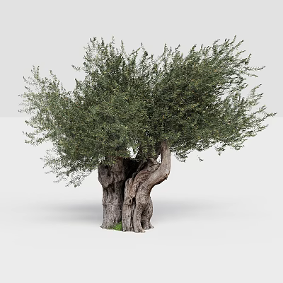 Olive Tree With Twisted Trunk And Lush Green Foliage In Natural Scene 3d model