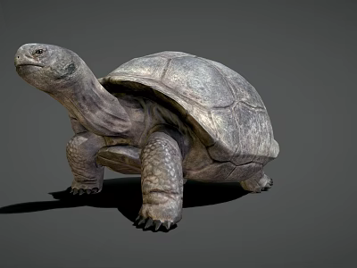 Giant Turtle Game Movie Character With Realistic Rough Shell And Textured Skin 3d model