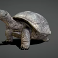 Giant Turtle Game Movie Character With Realistic Rough Shell And Textured Skin