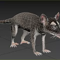 Gray Reptile With White Facial Markings Large Ears And Long Tail Standing On Grassland