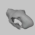Natural Animal Skull With Detailed Bone Structure And Isolated Dark Background
