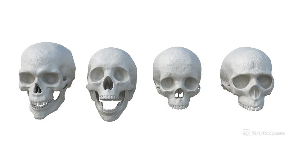 Anatomical Skull Models As Medical Devices For Educational And Research Applications 3d model 
