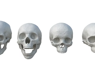 Anatomical Skull Models As Medical Devices For Educational And Research Applications 3d model