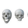 Anatomical Skull Models As Medical Devices For Educational And Research Applications