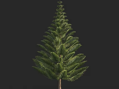 Evergreen Arbor With Lush Green Foliage Layered Branches And Tall Brown Trunk Against Dark Background 3d model