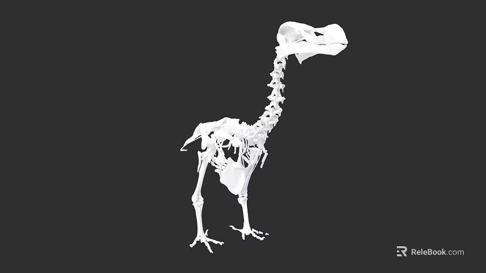 White Dinosaur Skeleton 3D Rendering With Anatomical Structure On Black Background 3d model 