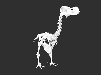 White Dinosaur Skeleton 3D Rendering With Anatomical Structure On Black Background 3d model