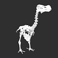 White Dinosaur Skeleton 3D Rendering With Anatomical Structure On Black Background 3d model