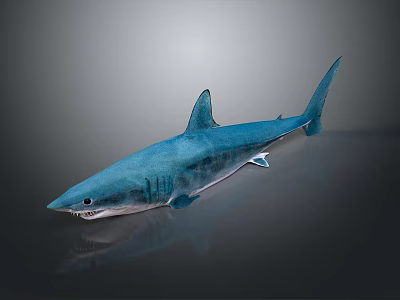 Realistic Blue Shark With Sharp Teeth And Fins On Smooth Display Surface 3d model