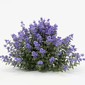 Multiple Vibrant Purple Flower Bushes With Lush Green Leaves Growing In Garden