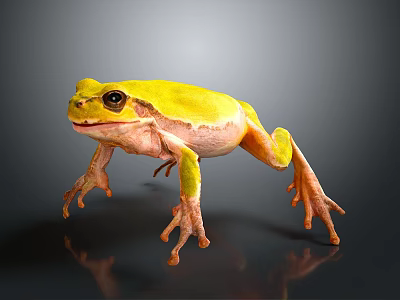Vibrant Yellow Frog With Pink Legs Standing On Dark Reflective Surface 3d model