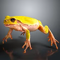 Vibrant Yellow Frog With Pink Legs Standing On Dark Reflective Surface