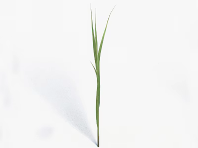 Tall Green Grass Stem With Fresh Leaves Isolated On White Background 3d model