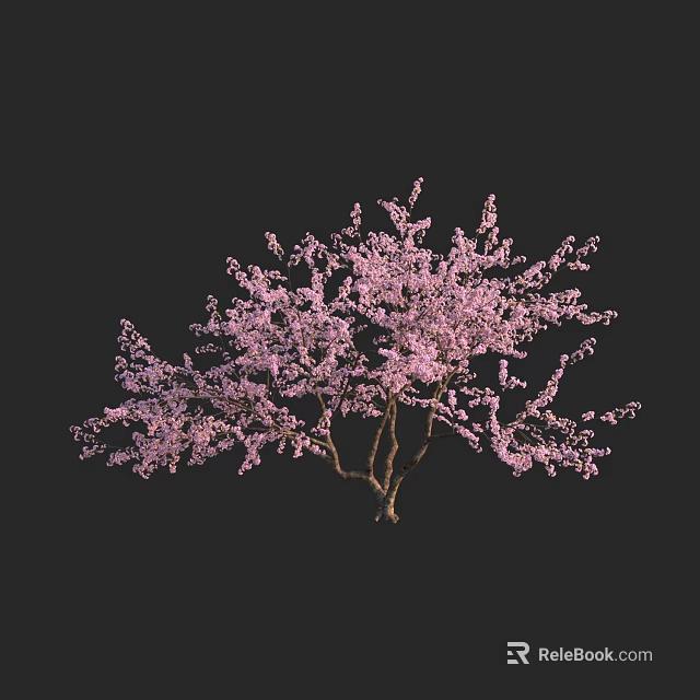 Beautiful Lush Tree Covered in Pink Blossoms Against Black Background 3d model 