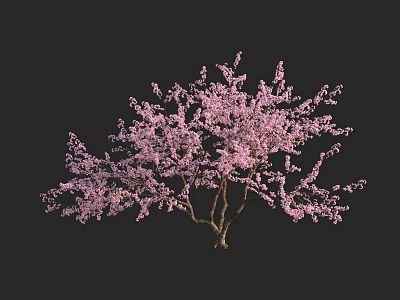 Beautiful Lush Tree Covered in Pink Blossoms Against Black Background 3d model