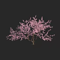 Beautiful Lush Tree Covered in Pink Blossoms Against Black Background