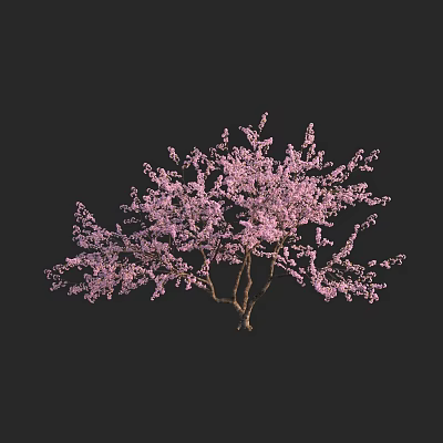 Beautiful Lush Tree Covered in Pink Blossoms Against Black Background 3d model