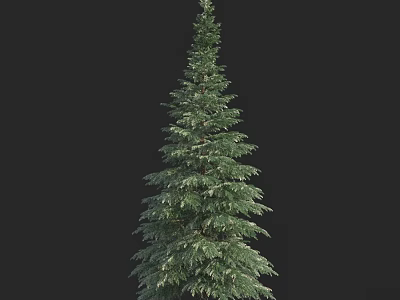 Tall Evergreen Tree With Lush Foliage And Upright Trunk Against Dark Background 3d model