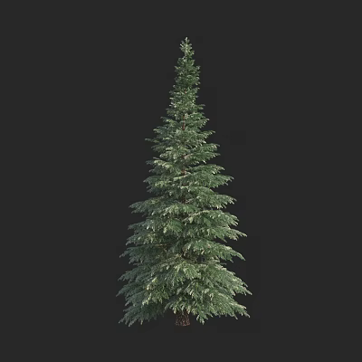 Tall Evergreen Tree With Lush Foliage And Upright Trunk Against Dark Background 3d model