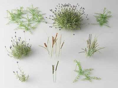 3D Rendered Various Natural Plants Including Lavender Ferns And Herbs With Fresh Greenery Appearance 3d model
