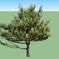 Lush Green Pine Tree with Dense Foliage and Strong Trunk in Natural Growth