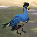 Blue Bird with Black Crested Head Yellow Beak Red Facial Patch Standing on Green Grass