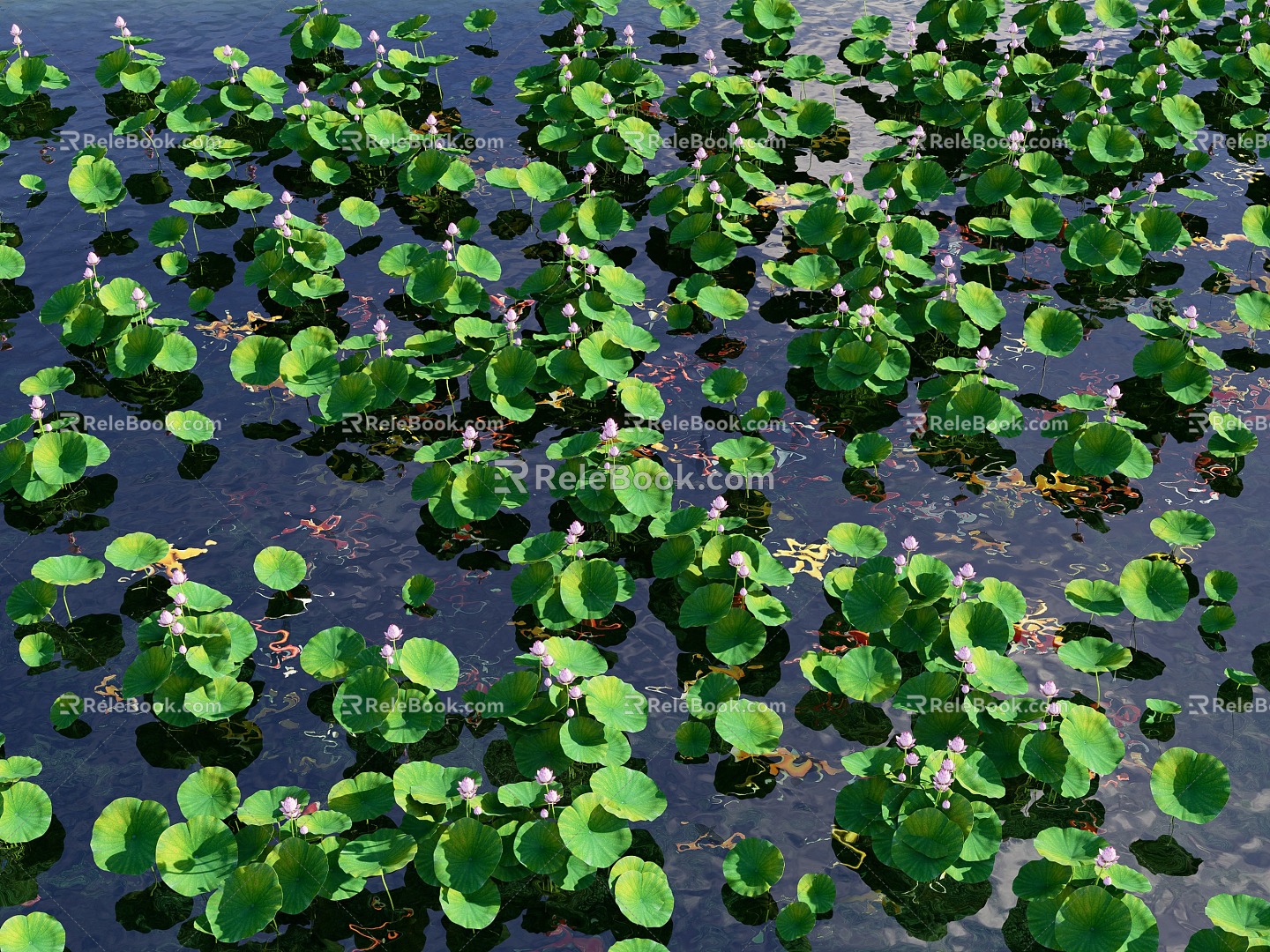 Modern lotus lotus leaf aquatic plant lotus landscape plant lotus leaf lotus canopy koi fish group carp goldfish 3d model