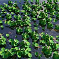 Aquatic Plants With Green Floating Leaves And Flowers Growing On Water Surface