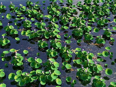 Aquatic Plants With Green Floating Leaves And Flowers Growing On Water Surface 3d model
