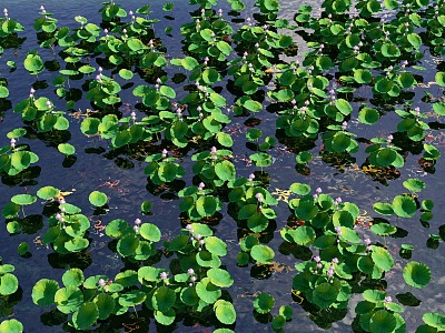 Modern lotus leaf aquatic plant lotus landscape plant lotus leaf lotus canopy koi fish group carp goldfish 3d model