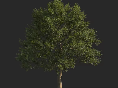 Healthy Arbor With Lush Green Leaves And Strong Trunk In Natural Growth 3d model