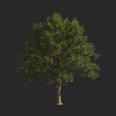 Healthy Arbor With Lush Green Leaves And Strong Trunk In Natural Growth 3d model