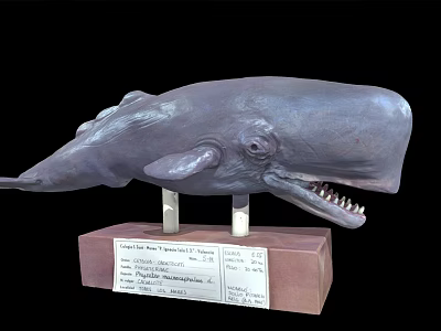 The Modern Shark 3d model