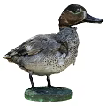 Two Duck Specimens Standing And Head Close Up With Clear Feather Details On White Background