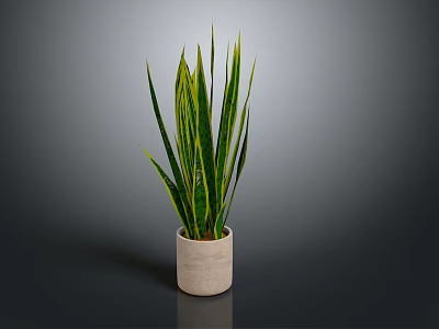 Green and Yellow Striped Leaves Plant in Beige Ceramic Pot on Dark Background 3d model
