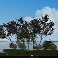 Arbor Trees with Blue Sky White Clouds Water Reflection Purple Flowers And Green Grass