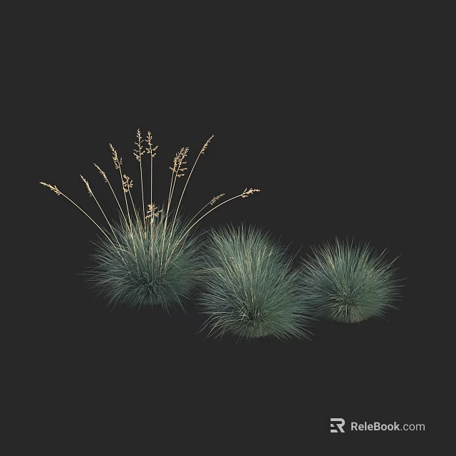 Lush Ornamental Grasses with Blue Green Foliage and Tufted Clusters for Garden Decoration 3d model 