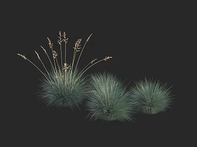 Lush Ornamental Grasses with Blue Green Foliage and Tufted Clusters for Garden Decoration 3d model